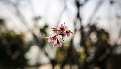 flower in a field